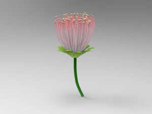 Buqu&ecirc; de mimosa Modelo 3D