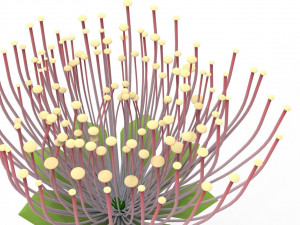 Mimosa Bouquet Modèle 3D