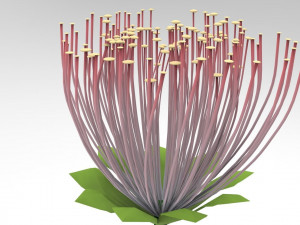 Mimosa Bouquet Modèle 3D