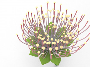 Mimosa Bouquet Modèle 3D
