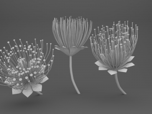 Mimosa Bouquet Modèle 3D