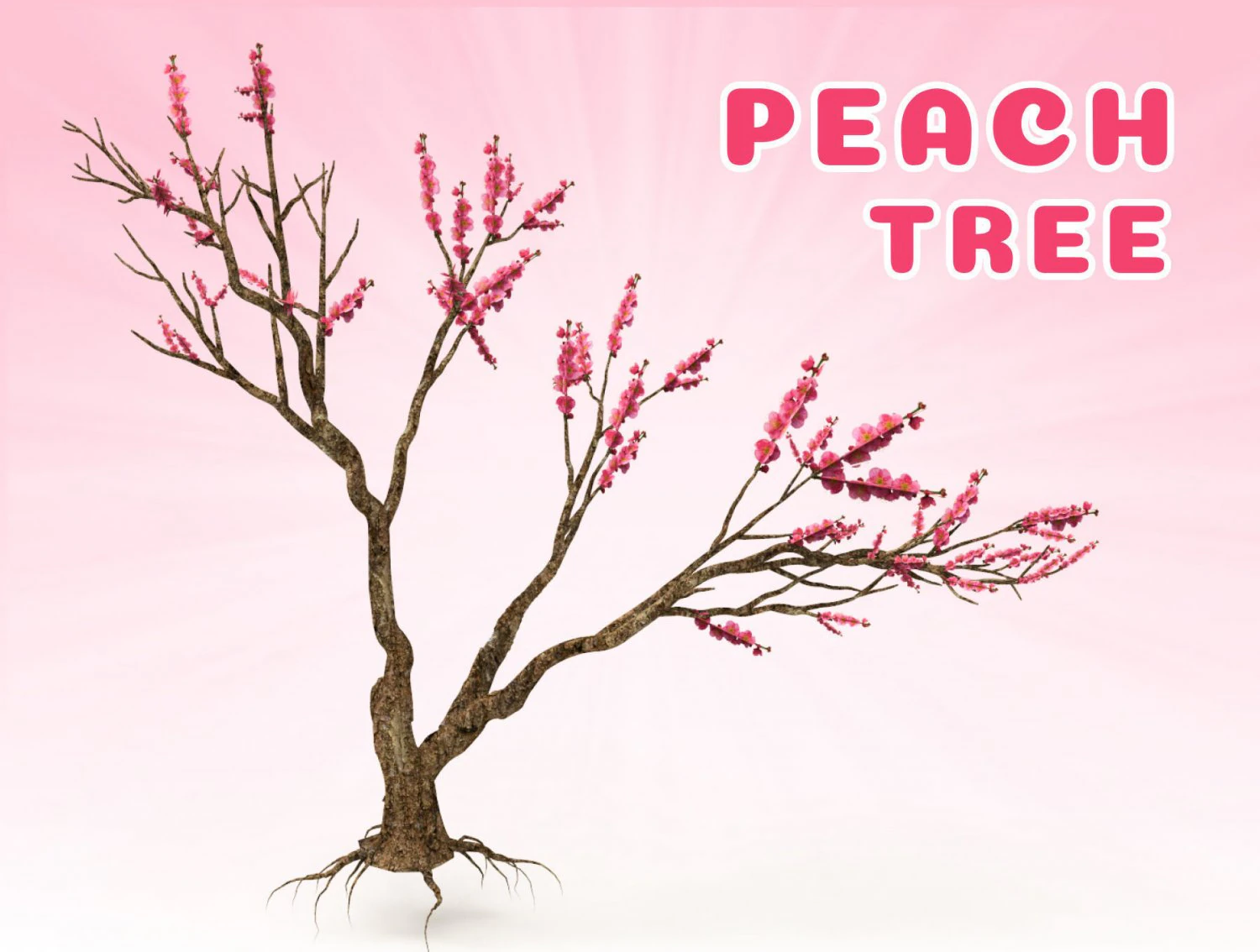 Peach tree 3D Model .c4d .max .obj .3ds .fbx .stl .blend