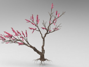 Peach tree 3D Model