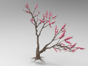 Peach tree 3D Model