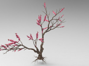 Peach tree 3D Model