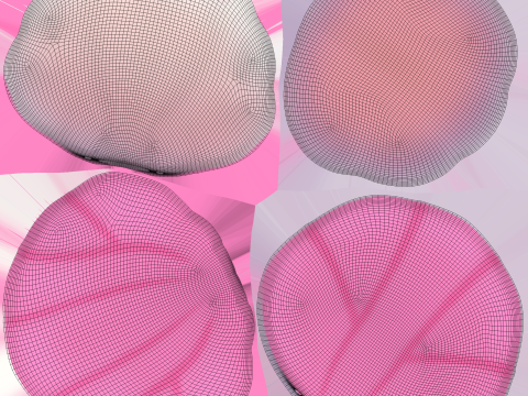 Sea Shell 01 3Dモデル