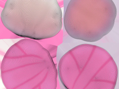 シーシェル01 3Dモデル