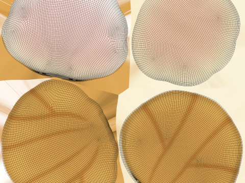 Sea Shell 02 3D Model