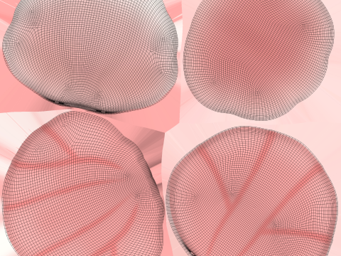 Sea Shell 04 3D Model