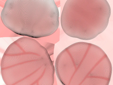 Sea Shell 04 3D Model