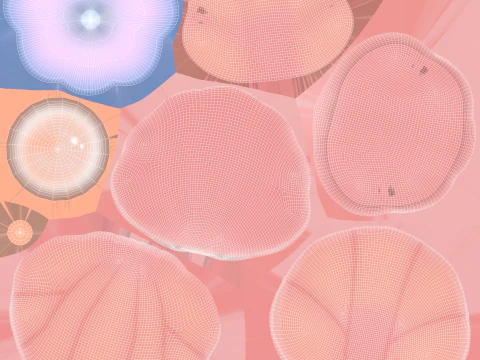Open Clam Sea Shell 01 3D Model