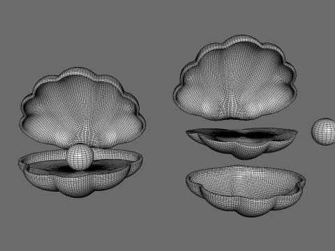 Open Clam Sea Shell 01 3D Model