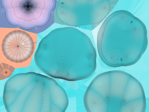 Open Clam Sea Shell 02 3D Model