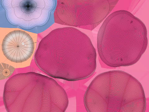 Open Clam Sea Shell 03 3D Model