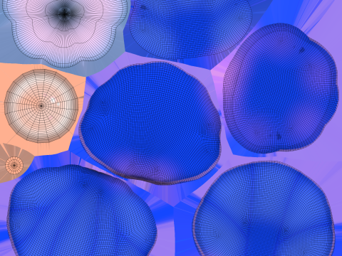 Open Clam Sea Shell 04 3D Model