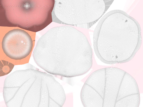 Open Clam Sea Shell 05 3D Model