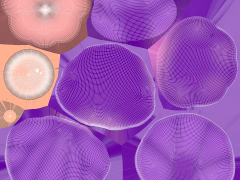 Open Clam Sea Shell 06 3D Model