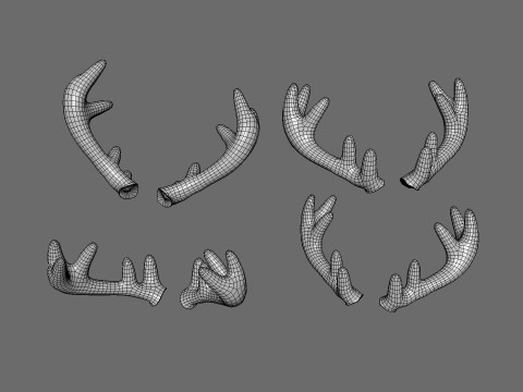 Wildlife Deer Antler 02 3D Model