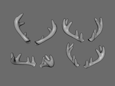 Wildlife Deer Antler 02 3D Model
