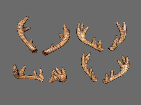 Wildlife Deer Antler 02 3D Model