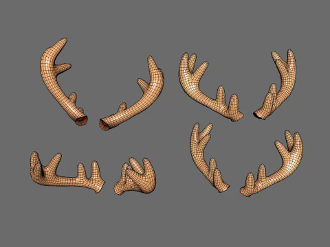 Wildlife Deer Antler 02 3D Model