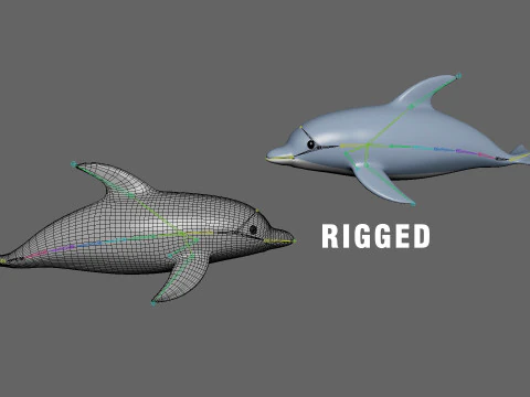 Cartoon Dolphin Rigged 3D Model