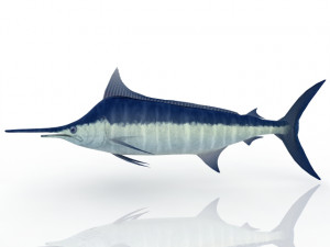 Swordfish Model 3D