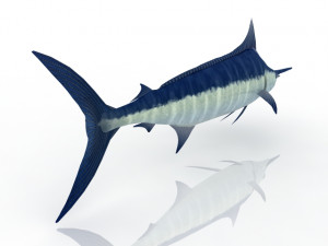 Swordfish Model 3D