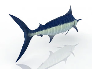 Swordfish 3D Model
