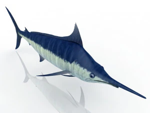 Swordfish 3D Model