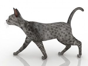Cat 3D Модель