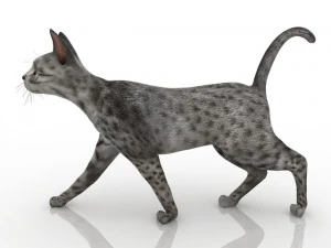 Cat 3D Model