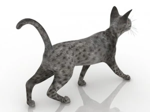 Cat 3D Model
