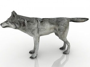 Wolf 3D-Modell