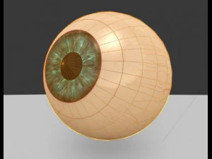 Globo ocular Modelo 3D