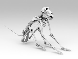 Baboon Skeleton Modèle 3D