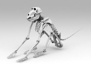 Baboon Skeleton Modelo 3D