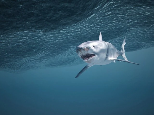 Great White Shark 3D Model .c4d .max .obj .3ds .fbx .stl .blend 