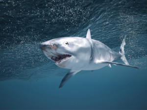 Great White Shark Model 3D