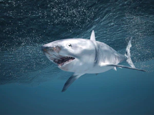 Great White Shark 3D Model