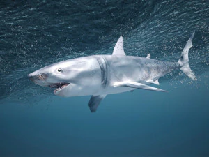 Great White Shark 3D Model