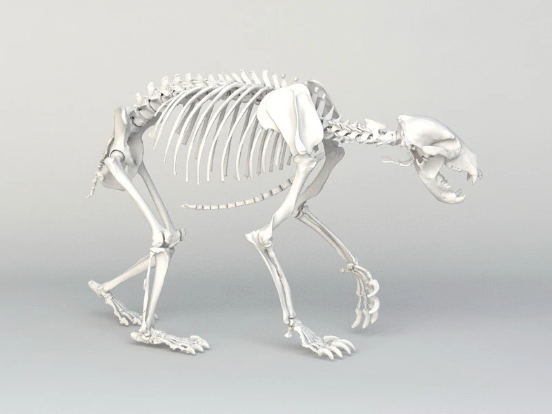 Grizzly Bear Skeleton 3D Model .c4d .max .obj .3ds .fbx .stl .blend