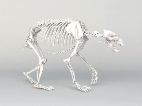 Grizzly Bear Skeleton 3D Model
