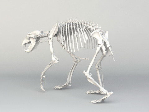 Grizzly Bear Skeleton 3D Model