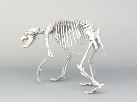 Grizzly Bear Skeleton 3D Model