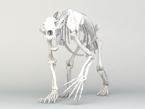 Grizzly Bear Skeleton 3D Model
