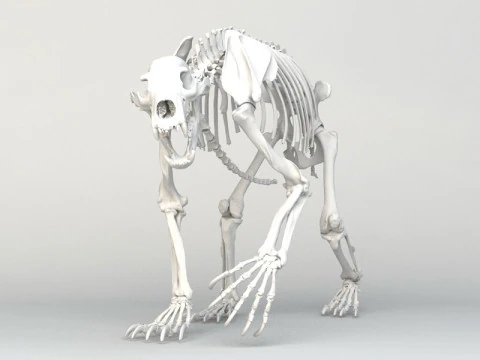 Grizzly Bear Skeleton 3D Model