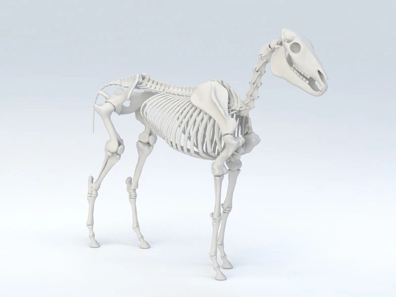 Horse Skeleton 3D Model .c4d .max .obj .3ds .fbx .stl .blend 