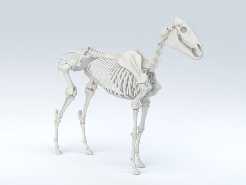 Horse Skeleton 3D Model