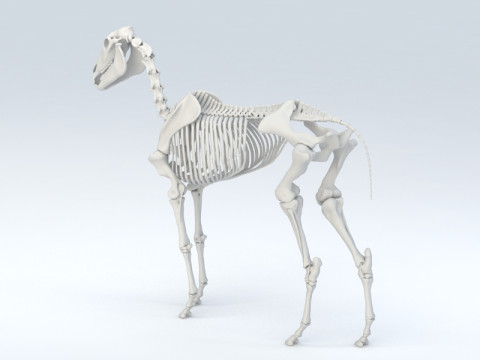 Horse Skeleton 3D मॉडल